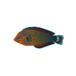 Dusky Wrasse